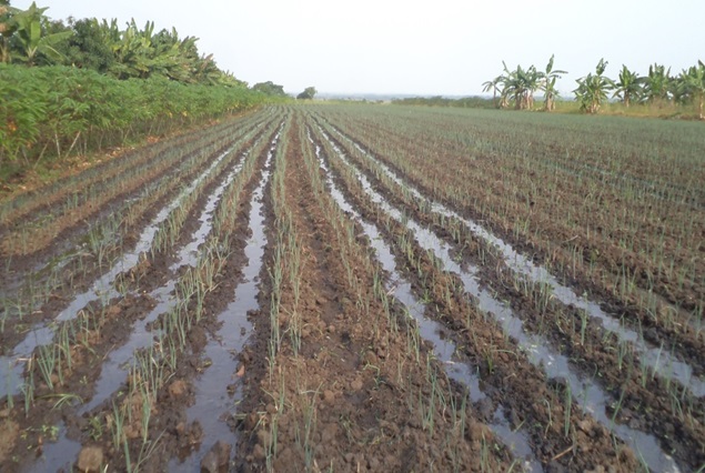 An onion field under irrigation