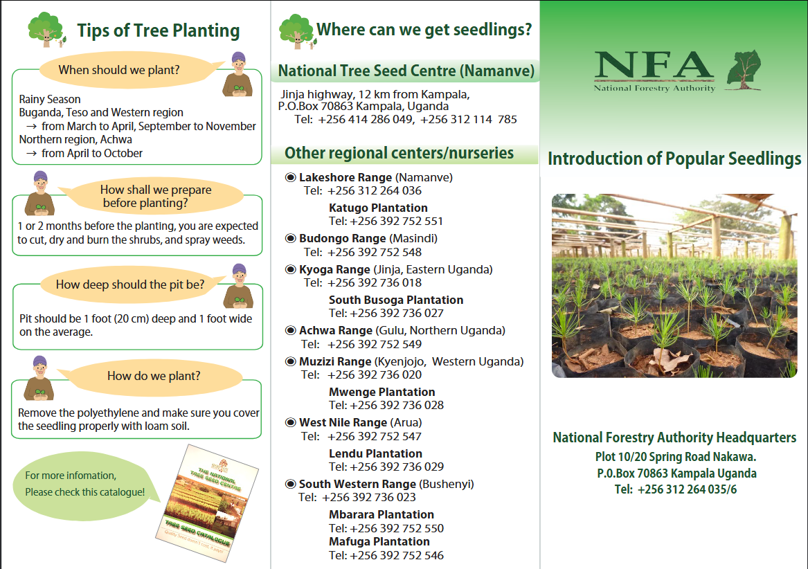 Introduction to popular seedlings
