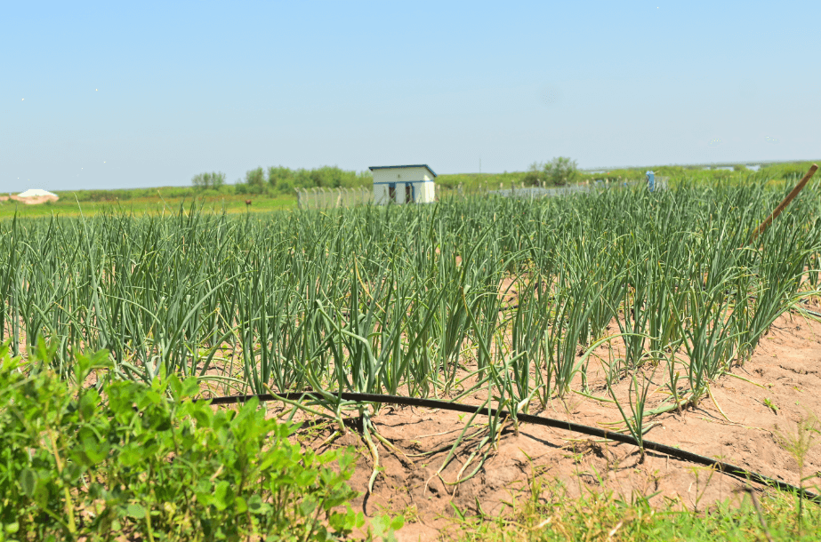 Multipurpose and Bulk Water Development
