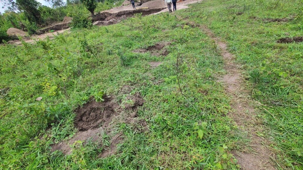 Ezuku LFR restored using tree seedlings planted
