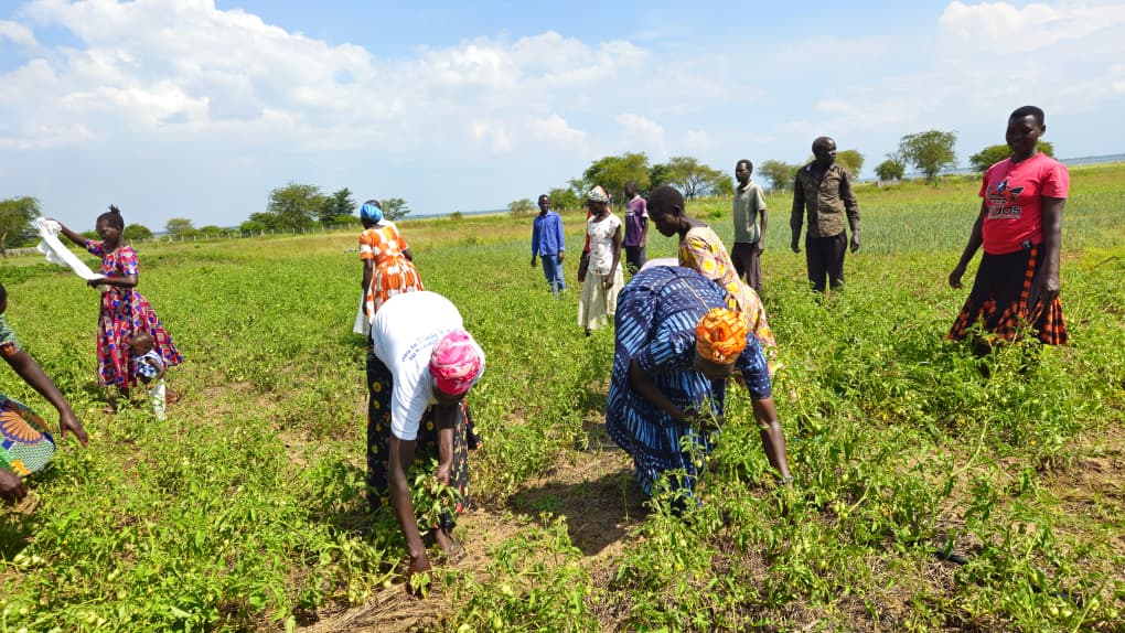 The Sun That Feeds Toroma: Inside Agule’s Solar-Powered Farming Revolution