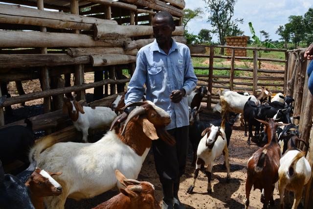 Mitooma goat rearing, touching livelihoods