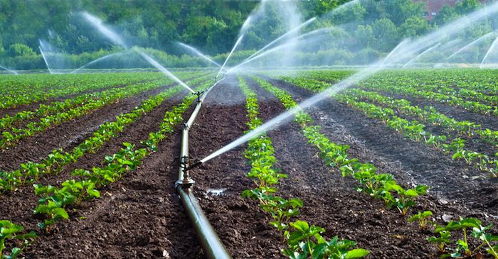 Namutumba’s Irrigation schemes boost wetland-dependent farmers.