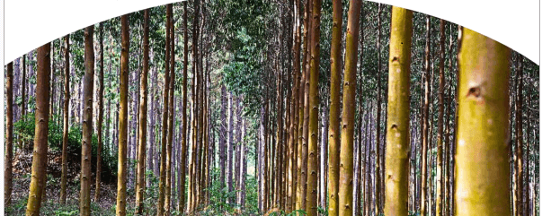  Uganda REDD+ Result Based Payments for  results period 2016- 2017