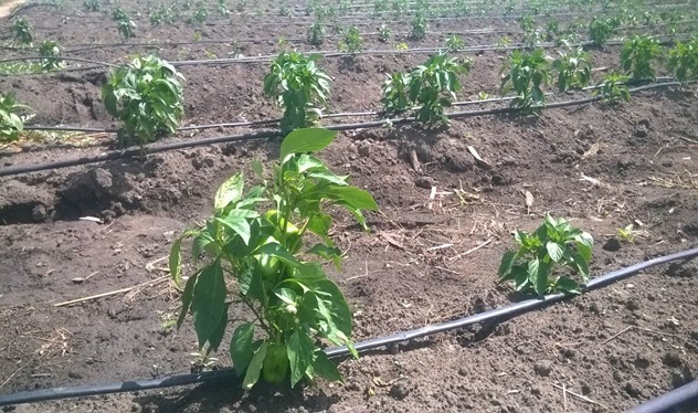 Egg plants under drip irrigation on a demonstration plot. Water was obtained from a dam.