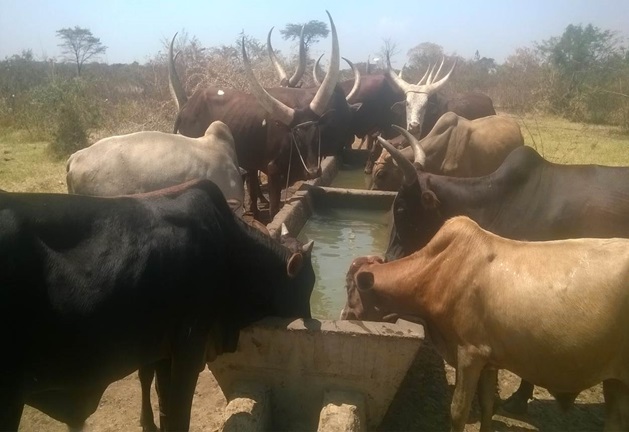 Cattle drinking from a trough at one of the Ministry's valley tanks